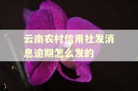 云南农村信用社发消息逾期怎么发的