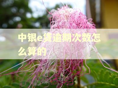 中银e贷逾期次数怎么算的