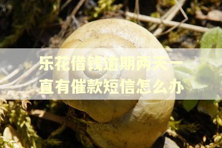 乐花借钱逾期两天一直有催款短信怎么办