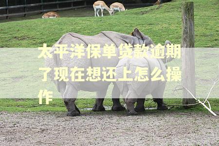 太平洋保单贷款逾期了现在想还上怎么操作