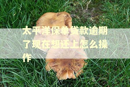 太平洋保单贷款逾期了现在想还上怎么操作