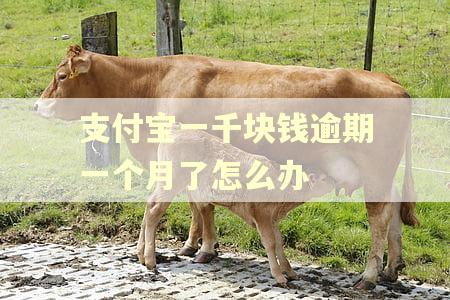 支付宝一千块钱逾期一个月了怎么办 支付宝一千块钱逾期一个月了怎么办