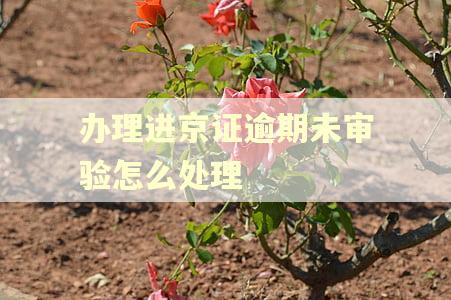 办理进京证逾期未审验怎么处理
