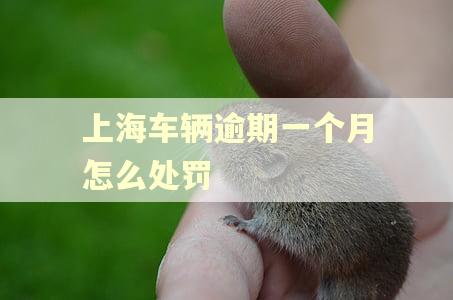 上海车辆逾期一个月怎么处罚