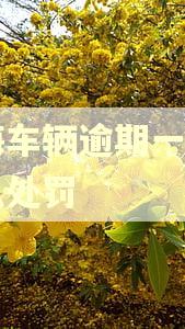 上海车辆逾期一个月怎么处罚