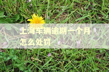 上海车辆逾期一个月怎么处罚