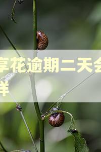 宜享花逾期二天会怎么样