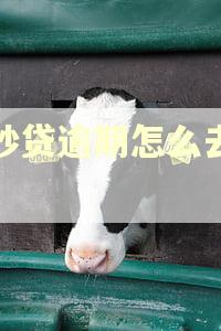 信秒贷逾期怎么去协商