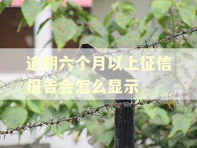逾期六个月以上征信报告会怎么显示