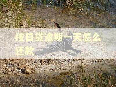 按日贷逾期一天怎么还款 按日贷逾期一天怎么还款