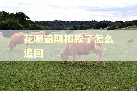 花呗逾期扣款了怎么追回