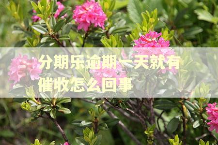 分期乐逾期一天就有催收怎么回事
