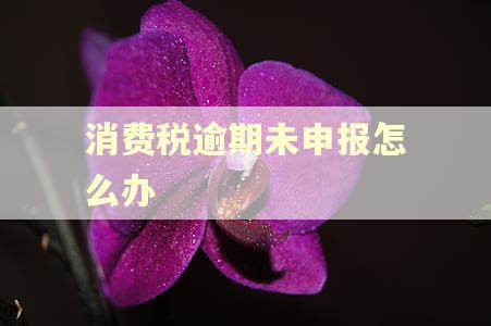 消费税逾期未申报怎么办