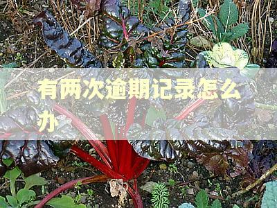 有两次逾期记录怎么办