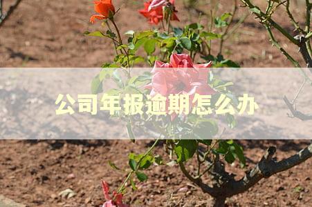 公司年报逾期怎么办