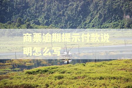 商票逾期提示付款说明怎么写