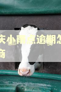 重庆小雨点逾期怎么协商