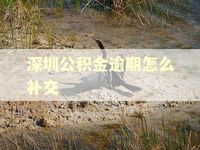 深圳公积金逾期怎么补交