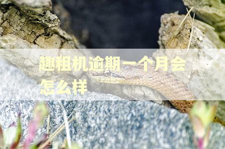 趣租机逾期一个月会怎么样