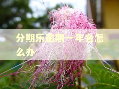 分期乐逾期一年会怎么办