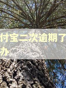 支付宝二次逾期了怎么办 支付宝二次逾期了怎么办
