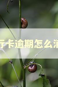 银行卡逾期怎么消除