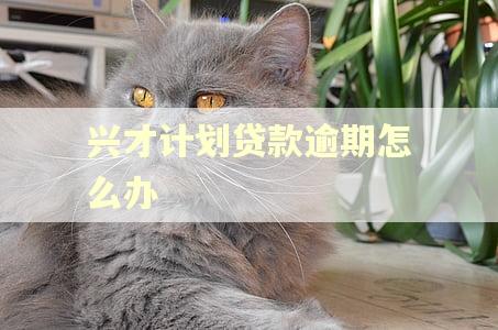 兴才计划贷款逾期怎么办