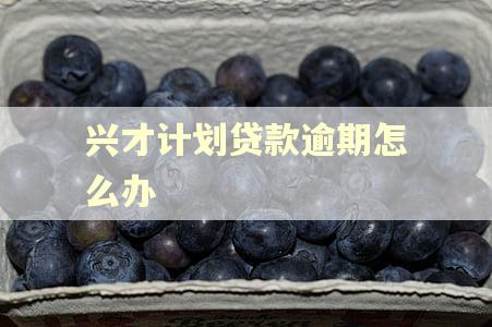 兴才计划贷款逾期怎么办