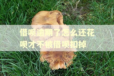 借呗逾期了怎么还花呗才不被借呗扣掉
