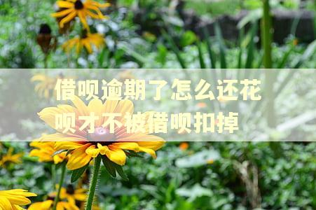 借呗逾期了怎么还花呗才不被借呗扣掉