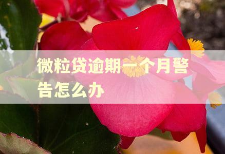 微粒贷逾期一个月警告怎么办