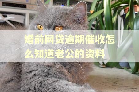 婚前网贷逾期催收怎么知道老公的资料 婚前网贷逾期催收怎么知道老公的资料