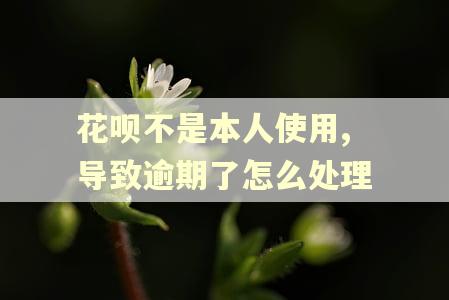 花呗不是本人使用,导致逾期了怎么处理