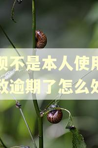 花呗不是本人使用,导致逾期了怎么处理
