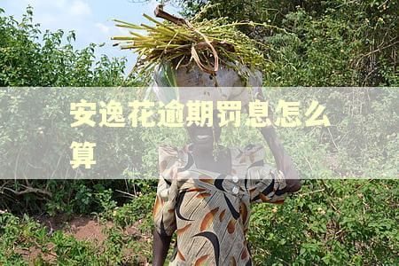 安逸花逾期罚息怎么算