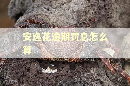 安逸花逾期罚息怎么算
