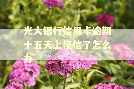 光大银行信用卡逾期十五天上征信了怎么办
