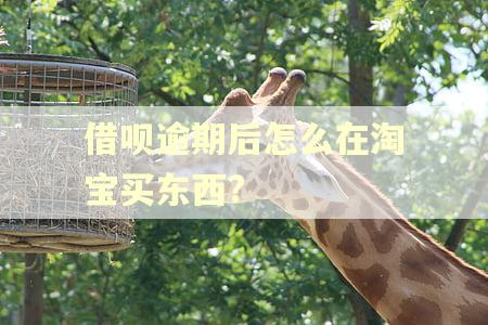 借呗逾期后怎么在淘宝买东西? 借呗逾期后怎么在淘宝买东西?