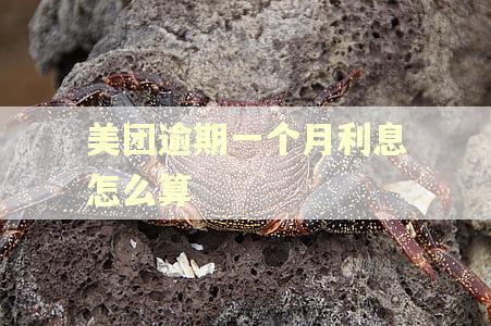 美团逾期一个月利息怎么算