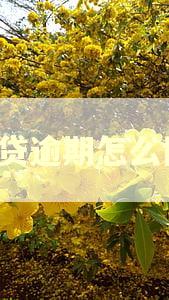 e招贷逾期怎么协商