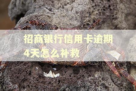 招商银行信用卡逾期4天怎么补救