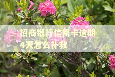 招商银行信用卡逾期4天怎么补救
