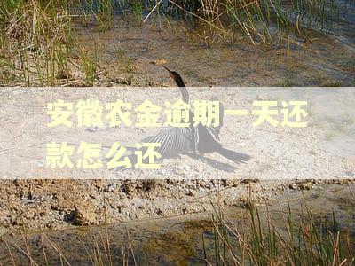 安徽农金逾期一天还款怎么还