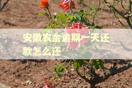 安徽农金逾期一天还款怎么还