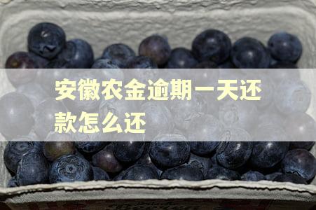 安徽农金逾期一天还款怎么还