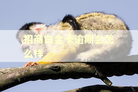 招商白金卡逾期会怎么样