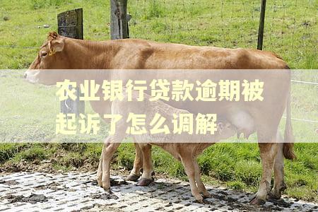 农业银行贷款逾期被起诉了怎么调解