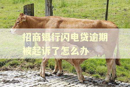 招商银行闪电贷逾期被起诉了怎么办