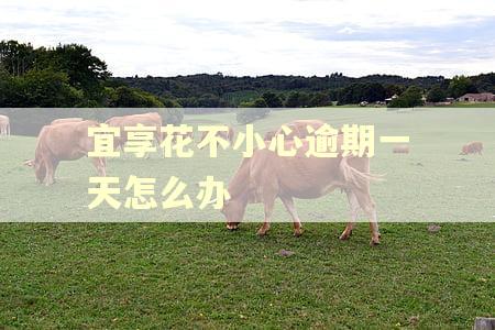 宜享花不小心逾期一天怎么办