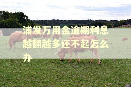 浦发万用金逾期利息越翻越多还不起怎么办